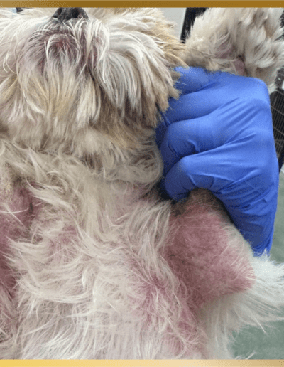 A dog being groomed by someone in blue gloves.