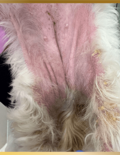 A dog with pink hair and yellow spots on it's fur.