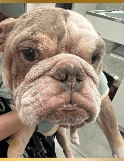 A dog with a bandage on its head.