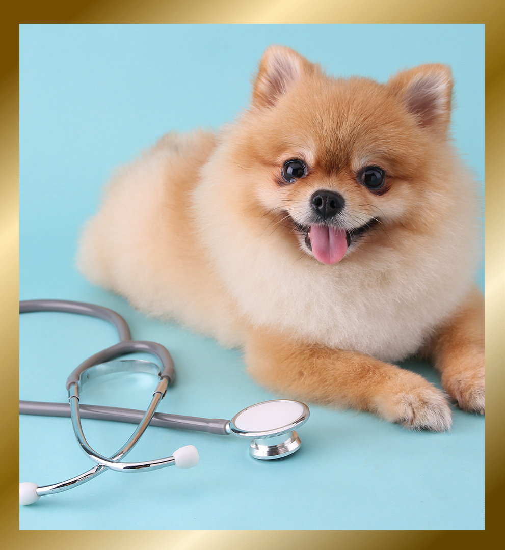 Cute little pomeranian dog with stethoscope as veterinarian on blue background.