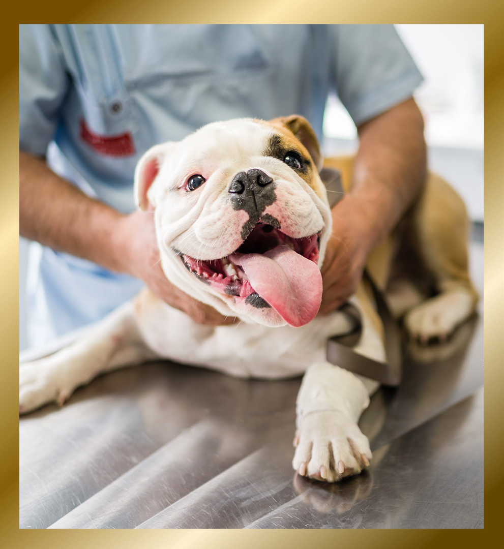 A dog being examined by a vet.